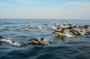 Dolphin Encounters Plettenberg Bay Garden Route