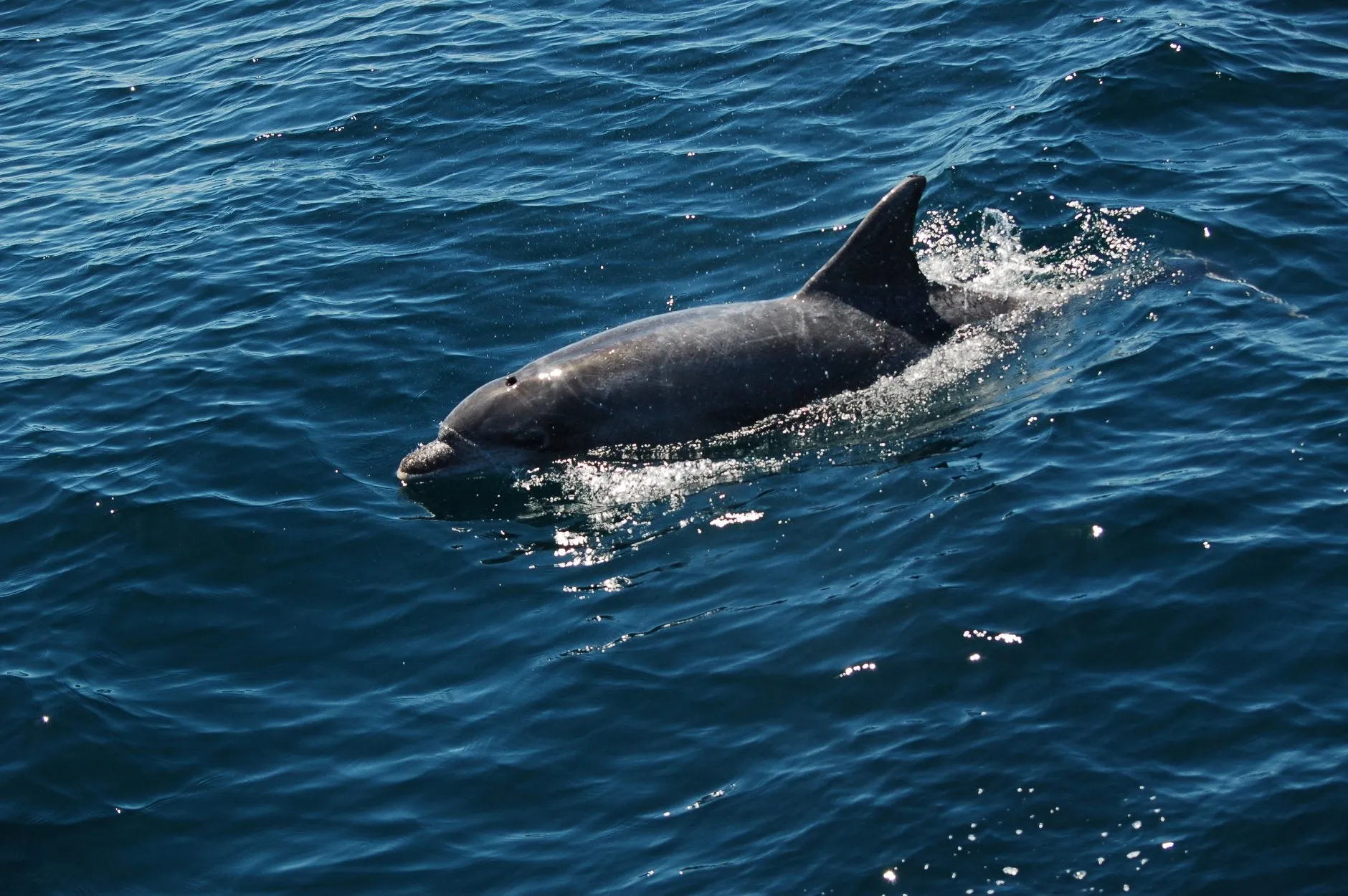 Dolphin Encounters Plettenberg Bay Garden Route