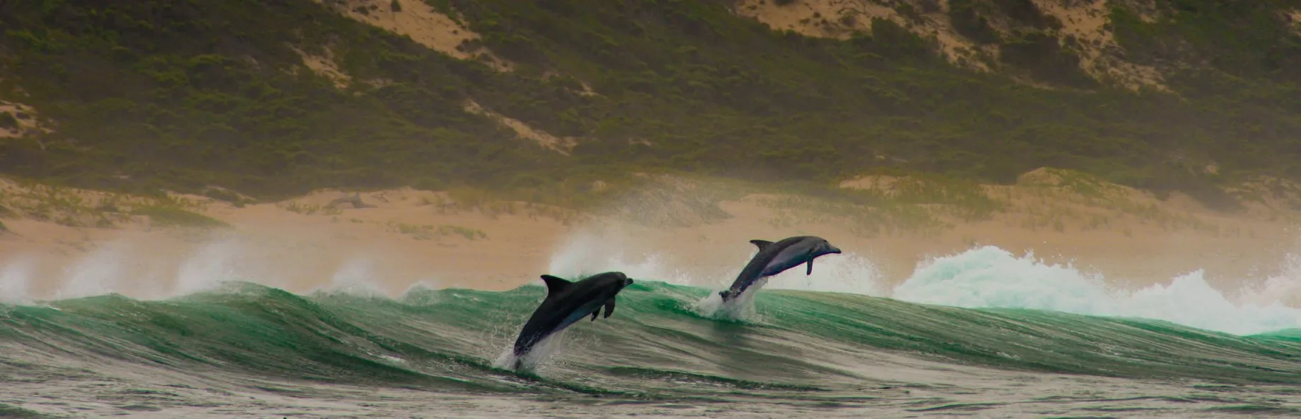 Dolphin Encounters Plettenberg Bay Garden Route