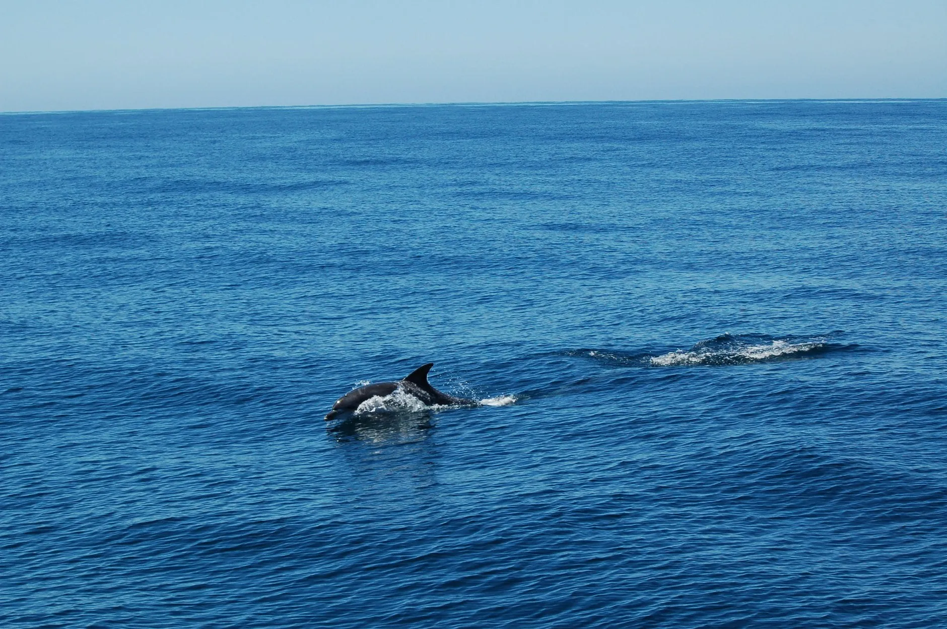 Dolphin Encounters Plettenberg Bay Garden Route