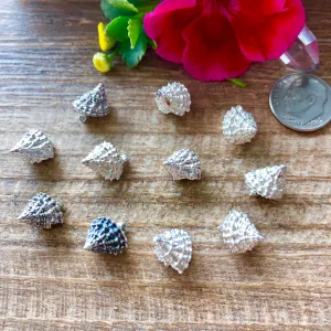 Spiral mini sea shell Castings